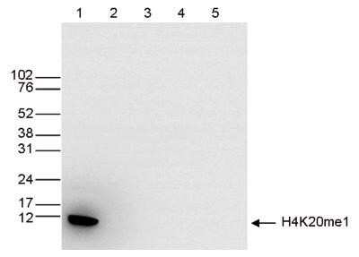 Western Blot: Histone H4 [Methyl Lys20] Antibody [NBP2-59258]